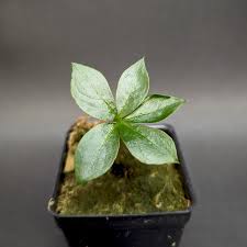 Image result for Amorphophallus lewallei