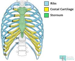 Anteriorly, the upper 10 pairs of ribs are attached directly or indirectly to the sternum. The Ribs Rib Cage Articulations Fracture Teachmeanatomy