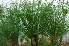 Image result for Cyperus papyrus