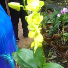 10, jl ciater barat, tangerang selatan, ciater, serpong, kota tangerang selatan, banten 15310, indonesia, phone:+62 21 68820365, opening hours, photo Pusat Tanaman Hias Bsd 1 Tip From 215 Visitors