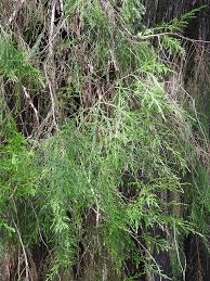 Image result for Juniperus procera