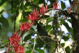 Image result for Dictyophleba