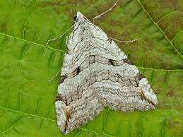 Image result for Aplocera efformata