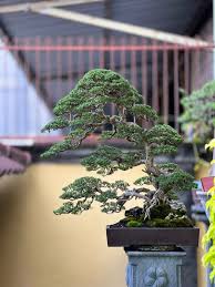 Image result for Pemphis