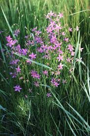 Image result for Chironia gratissima