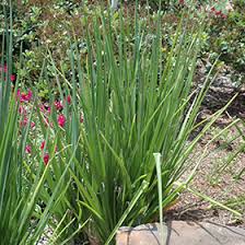 Image result for Aloe cooperi