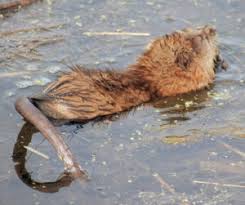 Check spelling or type a new query. Common Pond Pests Lake Pond Management Blog Aec Lakes