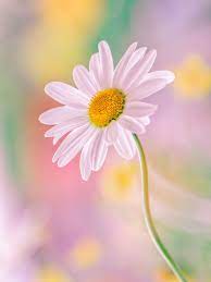Pin On My Favorite Flowers