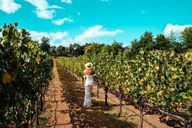 Guests with their own aircraft may be interested in landing at napa county airport, which is only a 15 minute drive from the napa valley wine train, and an easy taxi ride. Napa Vs Sonoma Where You Should Visit In California Wine Country Between Napa Valley And Sonoma County Jetsetchristina