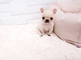 Micky and lilly french bulldog puppy for sale adorable, affectionate and sweet french bulldog puppies. Boutique Teacup Puppies Store French Bulldog Puppies Bulldog Puppies Bulldog