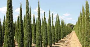 Cekkembalicom itulahinformasi mengenai klasifikasi danmorfologi pohon cemara kipas (platyladus orientalis l.). Ini 8 Jenis Pohon Cemara Ikon Hari Natal Popmama Com