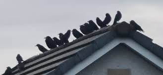 https://encrypted-tbn0.gstatic.com/images?q=tbn:ANd9GcQLOVl6ooExSVNDJ000bHXQgb0NUmeErWCz7g&s