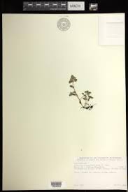 Image result for Crassula alsinoides