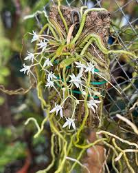 Image result for Mystacidium