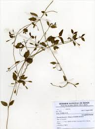 Image result for Torenia thouarsii