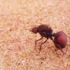 1 informações 2 características 3 fomigueiro 4 curiosidades 5 vídeos as formigas são insetos pertencentes à ordem hymenoptera e família formicidade. 3