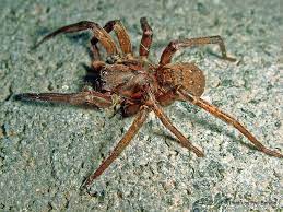 You're not alone 29 august 2018. Phil Bendle Collection Vagrant Spider Uliodon Unidentified Species 1 Citscihub