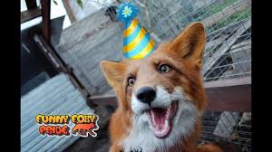 Happy 2nd Birthday Alfred The Fox 22 April 2018 Youtube