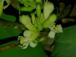 Image result for Olax obtusifolia