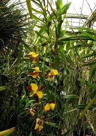 Image result for Eulophia streptopetala