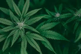 Image result for Marijuana