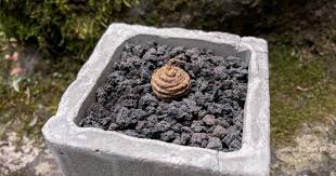 Image result for Trochomeria polymorpha