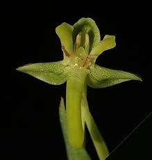 Image result for Habenaria dregeana