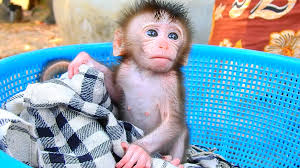 This video is not owned by this channel. Monkey Floyd Home Facebook