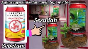 Ikan cupang tidak bisa hidup dengan ikan cupang lainnya, ide tentang perkumpulan ikan cupang betina banyak dibicarakan di media sosial. 8 Cara Membuat Aquarium Dari Barang Bekas Untuk Ikan Cupang Youtube