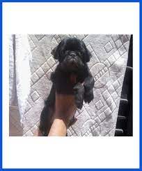 Check puppies for sale from verified breeders with contact numbers. Online Dogs Birds Kitten For Sale All Over India Transportation Free Poddarkennel