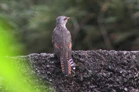 Maybe you would like to learn more about one of these? Bentuk Burung Prit Gantil Burung Apa Yang Paling Tinggi Belajar Sampai Mati