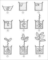 epingle sur decouverte du monde les vegetaux coloriage mandalas hiboux adultes