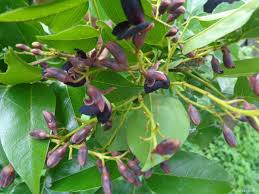 Image result for Pericopsis