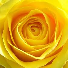 Yellow Rose Yellow Roses Yellow Color Shades Of Yellow