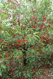 Check spelling or type a new query. Montmorency Cherry Trees For Sale Buy Online Friendly Advice Cherry Trees Garden Cherry Tree Montmorency Cherry