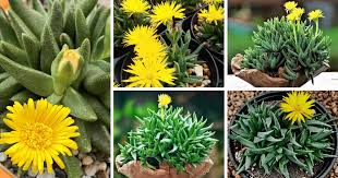 Image result for Hereroa glenensis