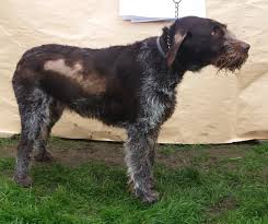 Image result for český fousek stavba těla