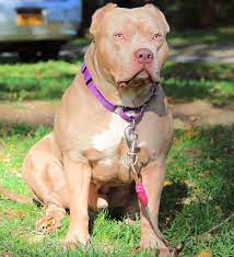 Pitbull Colors 23 Coat Color Variations Explained With Pictures