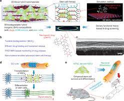 A Biodegradable Hybrid Inorganic Nanoscaffold For Advanced Stem Cell Therapy Nature Communications