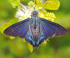 Image Gallery Butterflies And Moths Of North America