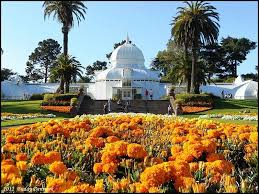 Starting tomorrow, the conservatory plant shop will be selling a limited number of four different species from the genus amorphophallus: Conservatory Of Flowers Attraction Landmark Park Phone Number Hours Photos 100 John F Kennedy Drive Sf Station