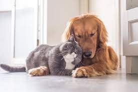 Check spelling or type a new query. Home Page Perfect Pet