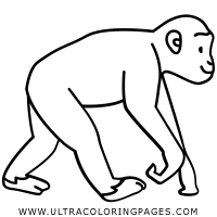 Pdf cartoon coloring pages printable cartoon coloring pages to print cartoon coloring sheets cartoon outline pictures for coloring chimpanzee cute animal free printable cartoon characters printable funny cartoons. Chimpanzee Coloring Pages Ultra Coloring Pages