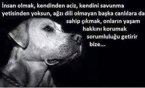 Gekkemirafatvdb Adli Kullanicinin Candostlarimiz Panosundaki Pin Hayvan Haklari Hayvanlar Evcil Hayvanlar