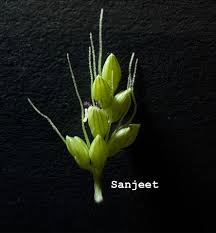 Image result for Elytrophorus spicatus