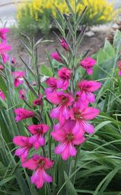 Image result for Gladiolus zambesiacus