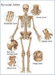The knee joint is the largest joint in the body and is primarily a hinge joint, although some sliding and rotation occur. Anatomy 101 Yogafaith Human Anatomy Skeletal Joints Anatomy