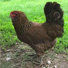 Olive Egger Chickens Purely Poultry Olive Egger Chicken Olive Egger Egg Laying Chickens
