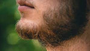If you're short on sources of protein, such as lean meats, fish, eggs, and nuts, one cup of whey protein a day will help. Should You Brush Your Beard Up Down Forward Or Back Ready Sleek