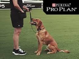 Maybe you would like to learn more about one of these? How To Teach A Dog To Sit Dog Obedience Training Youtube